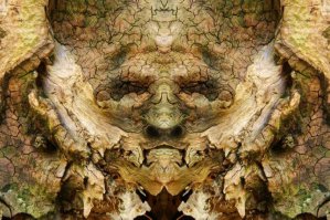 Лица деревьев