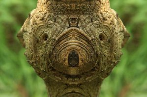 Лица деревьев