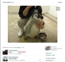 Смешные комментарии из социальных сетей: 07.06.2015