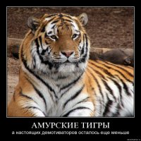 Пятничная подборка демотиваторов 