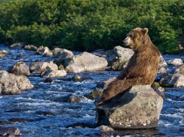 Белка и орех