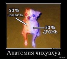 10 вещей, которые вы не знали о чихуахуа