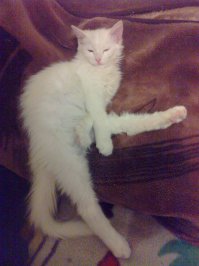 Животные, которые очень любят позировать перед фотокамерой