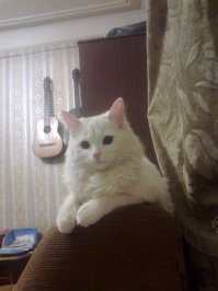 Животные, которые очень любят позировать перед фотокамерой