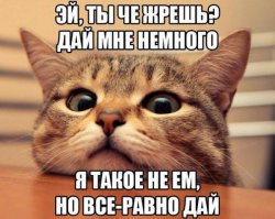 Рассказ про кота-обжору
