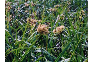 А вот еще парочка 1.камыш и 2.тросник