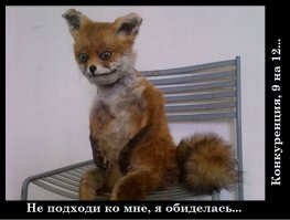 Очаровательная лисичка по кличке Рилай подросла 