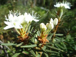 Красиво ! . Но это не наших мест багульник . . У нас багульник вот такой.