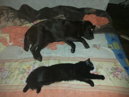 И у меня нормально уживаются)))