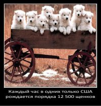 Три года-и у каждого американца по собаке!!!