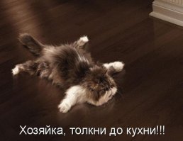 Весёлые  фото с  животными