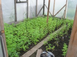 вот секретная грядка)