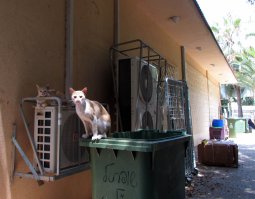 Израильские бродяжьи. Сейчас сфоткал)