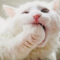 Майн кун тоже не дешевый. Жрет как полноценный член семьи.