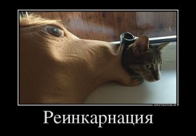 Собчак котенка доедает