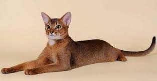 С чистой душой в этот пост можно добавить абиссинскую кошку.