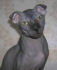 Эльф,очередная(похоже,не последняя) мутация голых кошек. Уши с завитком назад как у керлов. Есть Украинский левкой с завитком ушей как у вислоухих.