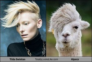 25 примеров забавного и неожиданного сходства