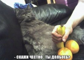 25 реакций котов, которые понятны каждому интроверту