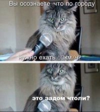 25 реакций котов, которые понятны каждому интроверту