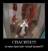 25 реакций котов, которые понятны каждому интроверту