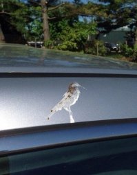 Засекреченная военная техника 