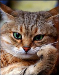 Офигенные истории