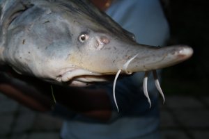 50 км на юго- запад от МКАД Новоселки