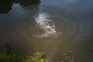 50 км на юго- запад от МКАД Новоселки