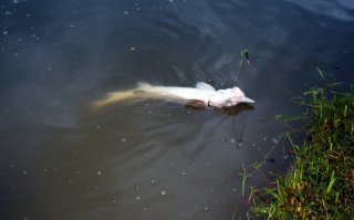 50 км на юго- запад от МКАД Новоселки