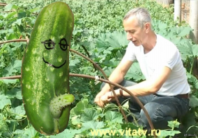 Доктор Попов предлагает лечить геморрой огурцом.Огурец должен быть толстым и пупырчатым.