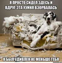 21 собака, которая ни в чем не виновата 
