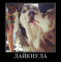 А смысл в "лайках"? Заних деньги дают или медали?