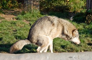 изгибы мотоцикла напомнили...