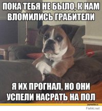 21 собака, которая ни в чем не виновата 