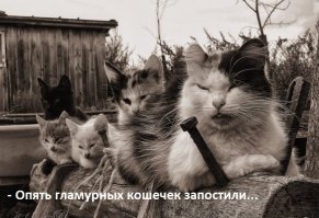 10 самых влиятельных котов России