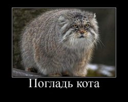 Манулы – самые эмоциональные животные на Земле