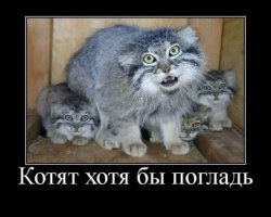 Манулы – самые эмоциональные животные на Земле