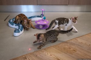 Кошка Марта
Хозяин - " zyalt " - топ ЖЖешник Варламов:)