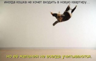  20 лет самому крутому комиксу о котиках