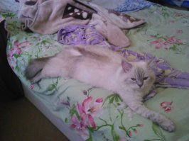 Да ахренеть блин, у меня кошка как у Медведева)))