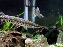 Аллигаторова Щука с Миссисипи