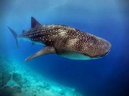 "Является одной из самой крупной рыбы на планете" ! Ну автор насмешил ! Китовая акула ! Её размер достигает по меньшей мере 12—14 м, возможно до 18 м и даже 20 м.