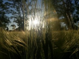 Пшеничное поле на рассвете