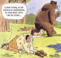 10 фактов, которые вам нужно знать о медведях