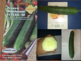 Лучше бы посадил и результат продемонстрировал. ;)
Вот мой балконный эксперимент (подмосковные вечера F1 тоже очень хорошо себя показали, но не сохранилось ничего):