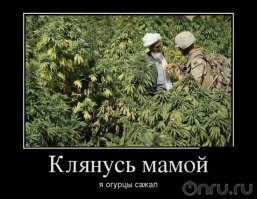 Семена от автора или весёлые названия растений