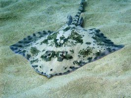 Морская "ЛИСА" . Потребляем только плавники они же крылья. МЯСО супер ЖИРНОЕ ! Кости обсасывать нельзя там есть токсин может быть небольшое неприятно отравление но не смертельное.