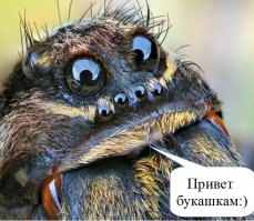 10 самых жутких жуков планеты