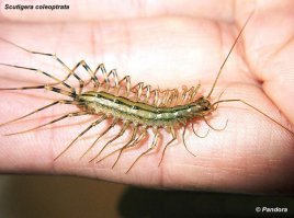 Эх выыыыы! Нельзя их убивать. Там где есть многоножки, никогда не будет тараканов.

  Обыкновенная мухоловка (домовая сороконожка) — хищник, охотится на мух, тараканов, термитов, пауков, чешуйниц, блох, моль и других мелких членистоногих.
  Обыкновенная мухоловка, живущая в квартире, не приносит никакого вреда пище или мебели. Яд мухоловки слишком слаб для того, чтобы представлять серьёзную опасность для домашних собак, кошек или других животных.
  Благодаря своей способности уничтожать насекомых, мухоловки считаются очень полезными многоножками, однако многие уничтожают их из-за неприятного внешнего вида, хотя в некоторых южных странах их, наоборот, оберегают.